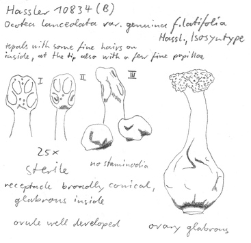 Vorschaubild Ocotea lanceolata var. genuina f. latifolia